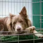 Kennel Cough In Dogs: Symptoms & Treatment