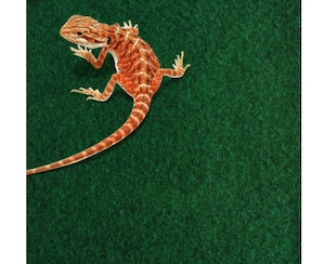 Komodo Reptile Carpet