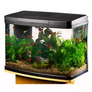 Love Fish Panorama Tank