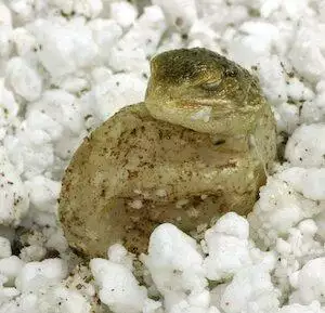 Lucky Reptile Hatchrite
