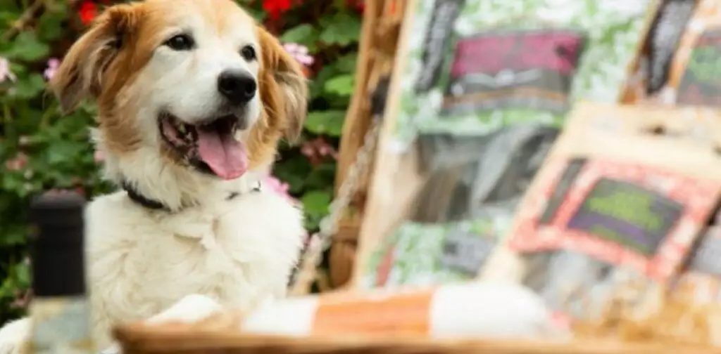 gift hampers for dogs