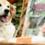 Small Business Spotlight: Luxury Dog Hampers