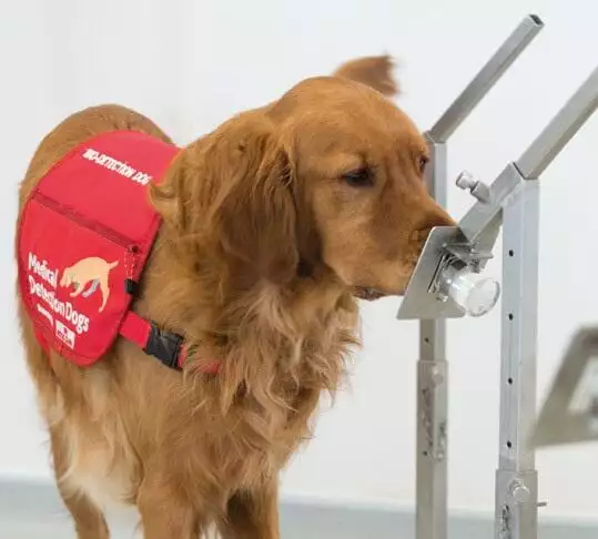Medical Detection Dog