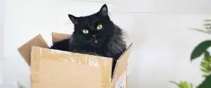 Moving House With Your Cat: Advice and Help