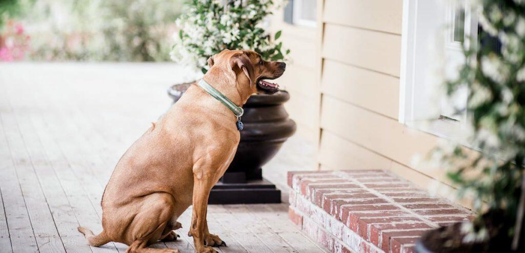 No Pets Clauses In Rented Property UK