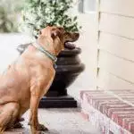 Jasmines Law: The Fight To End 'No Pets' Clauses