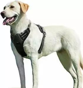 Eagloo No Pull Dog Harness