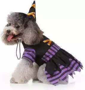 Magic Witch Dog Costume