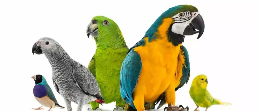 Parrot Care Sheet