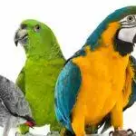Parrot Care Guide