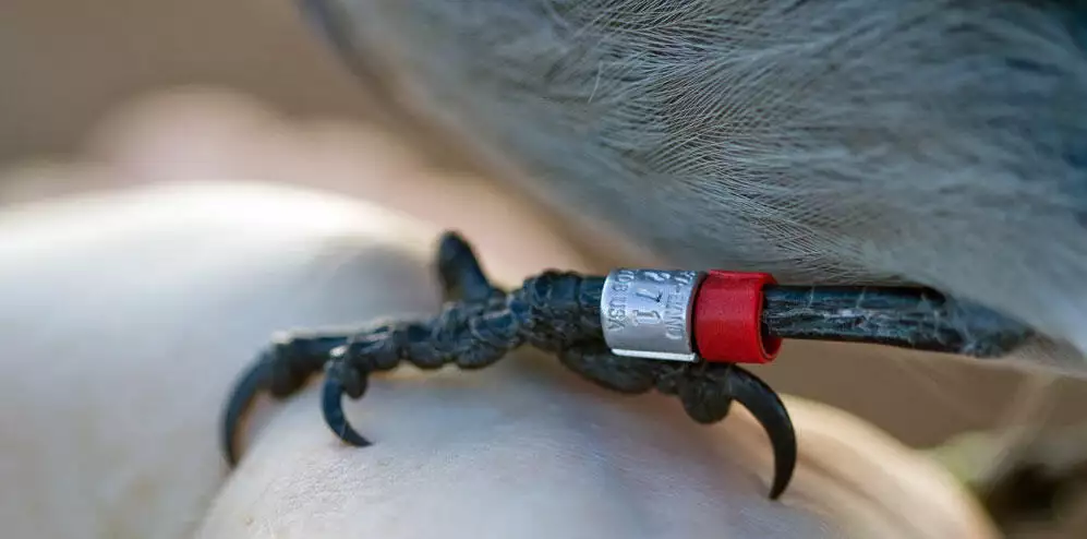 Parrot Leg Band