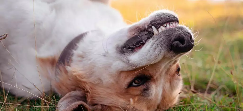 Periodontal Disease In Dogs Guide