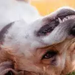 How To Spot The Early Signs Of Dog Periodontal Disease