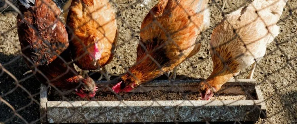Pet Chickens Eating