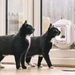 Small Business Spotlight: Pet Flaps UK