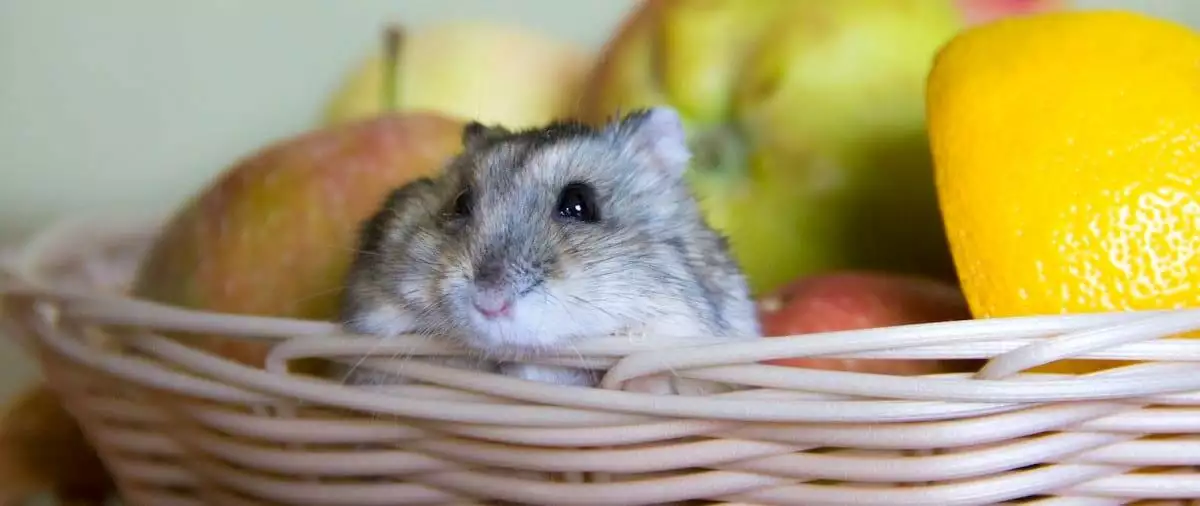 Pet Mouse Care Sheet