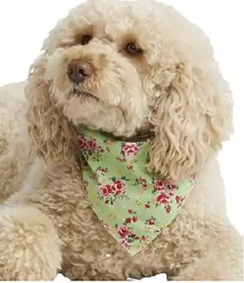 Pet Pooch Boutique Vintage Bandana