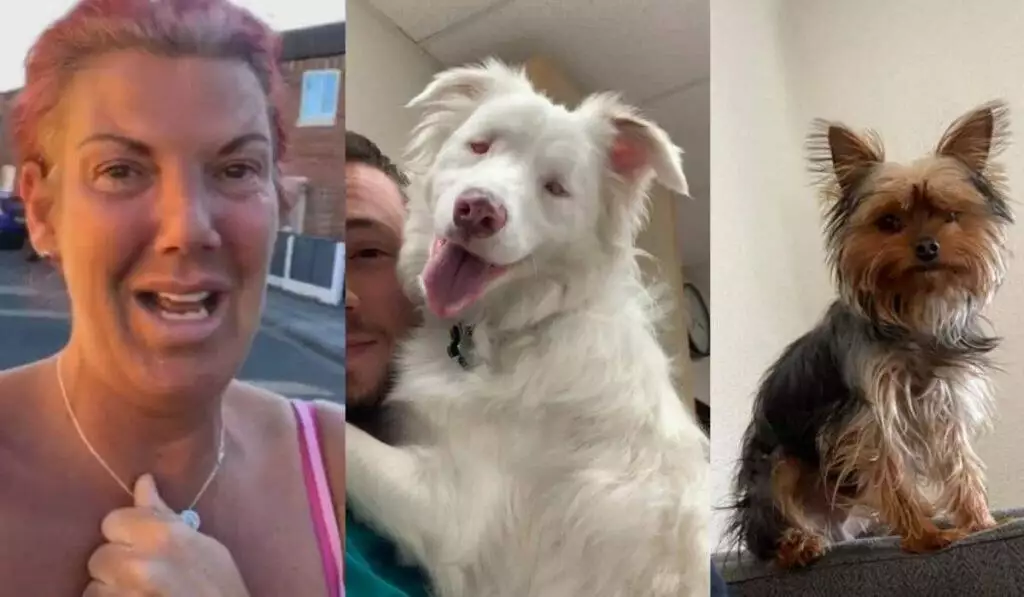 best pet videos from self isolation