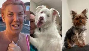 best pet videos from self isolation