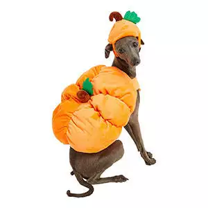 Pumpkin Dog Costume