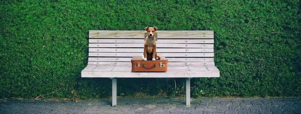 Picking The Best Dog Daycare