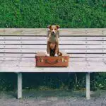 How To Choose The Best Doggy Daycare