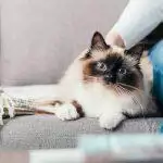 How To Deal With Cat Hairballs (And Prevent Them)