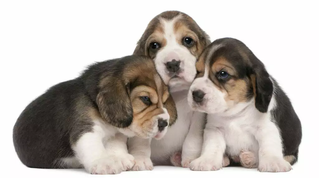 Puppies and Worms