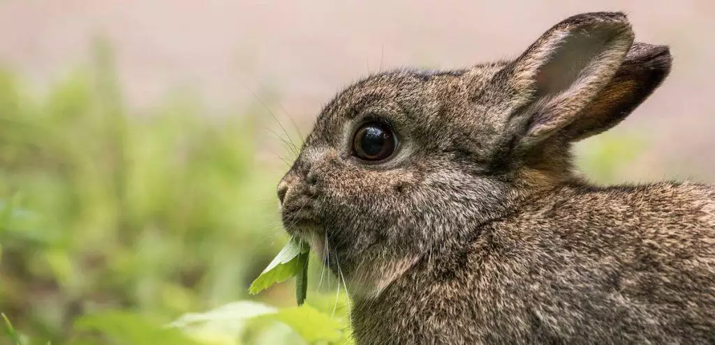 What Rabbits Can Eat