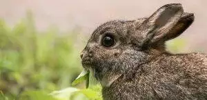 What Rabbits Can Eat