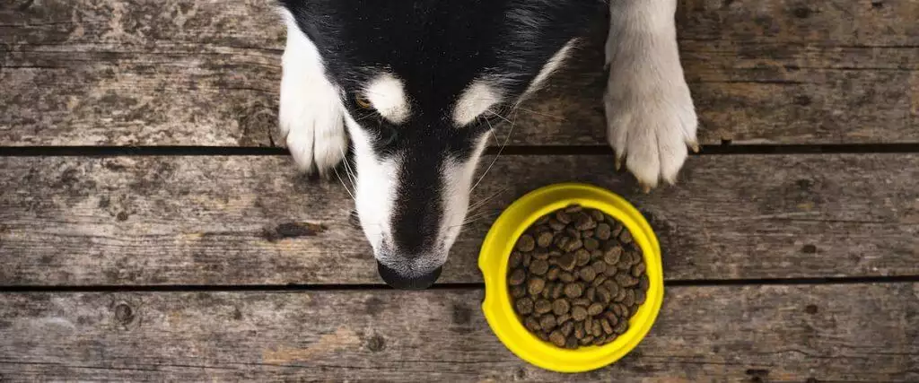 Raw Dog Food Diet Guide