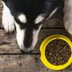 Guide To Raw Dog Food Diets