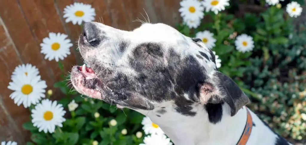 Reverse Sneezing In Dogs