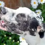 Reverse Sneezing In Dogs: Is It Normal?