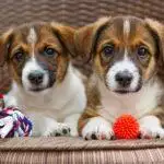 Puppies Bought For Lockdown Are Now Being Sold Online