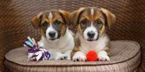 Puppies Bought For Lockdown Are Now Being Sold Online