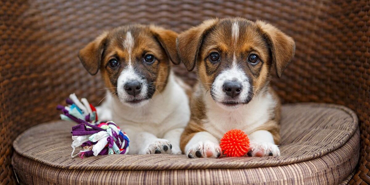 Puppies Bought For Lockdown Are Now Being Sold Online Petz