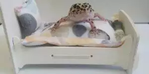 Small Business Spotlight: Snoozy Pet