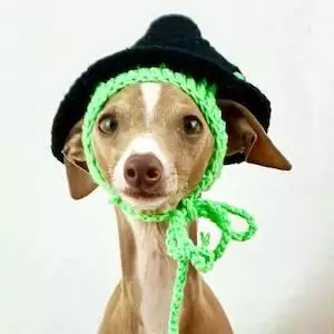 Spell Binding Pet Hat
