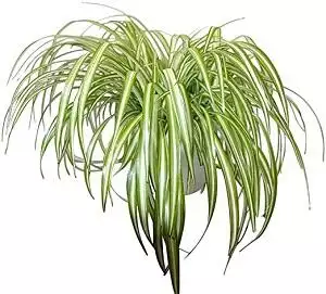 Spider Plant