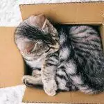 Best Cat Subscription Boxes UK 2026: Monthly Treats, Toys & Gifts