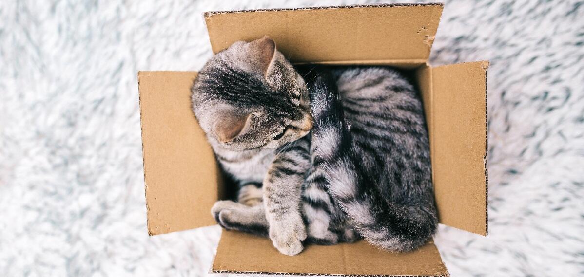 Best Cat Subscription Boxes Reviewed for 2022 Petz