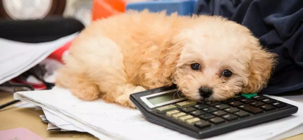 Taking Dog Into Work Office