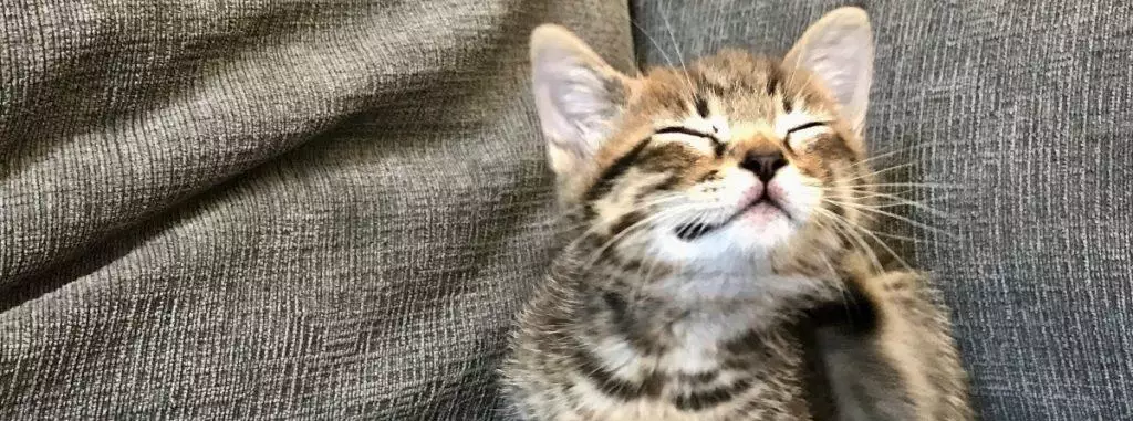 The Best Cat Kitten Fleas Protection