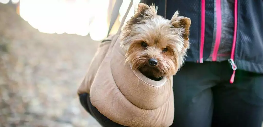 The Best Dog Carrier Bag