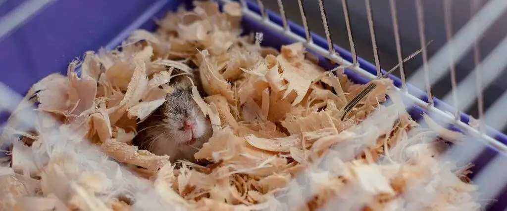 The Best Hamster Cage Bedding