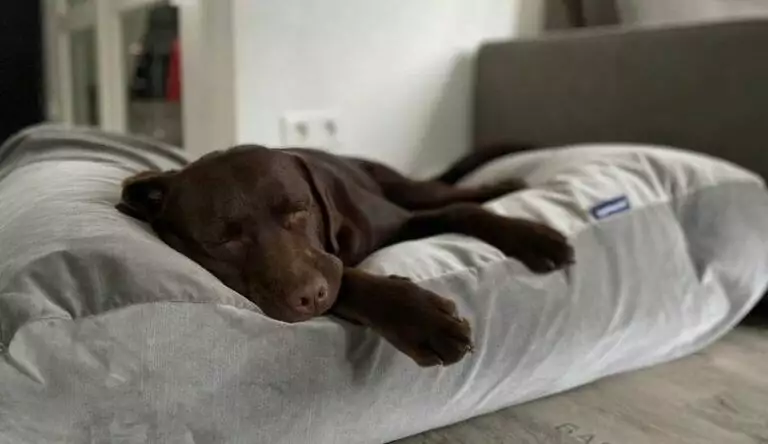 The Best Orthopaedic Dog Beds