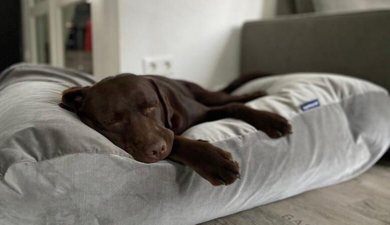 The Best Orthopaedic Dog Beds