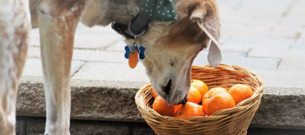 The Best Vegan Dog Food