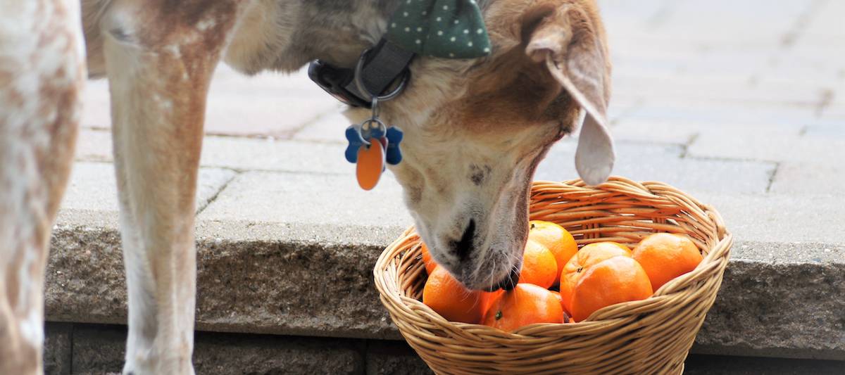 Best Vegan Dog Foods Reviewed for 2023 Petz